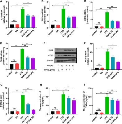 Shikimic acid (SA) inhibits neuro-inflammation and exerts neuroprotective effects in an LPS-induced in vitro and in vivo model